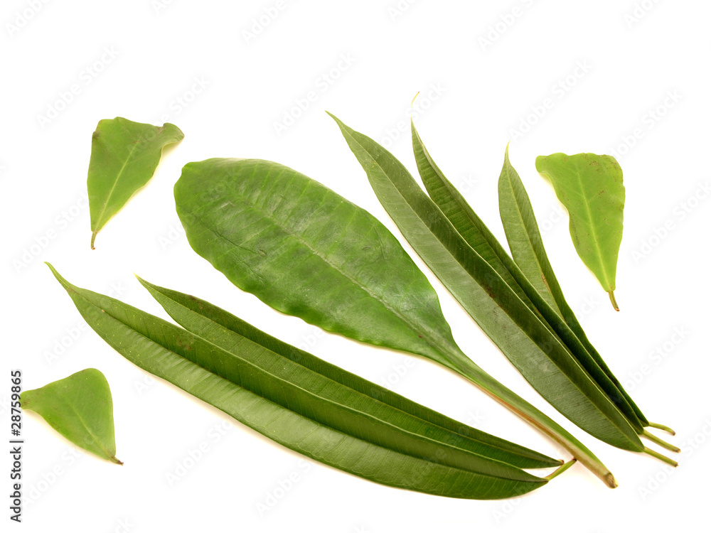 Leaves Leaves