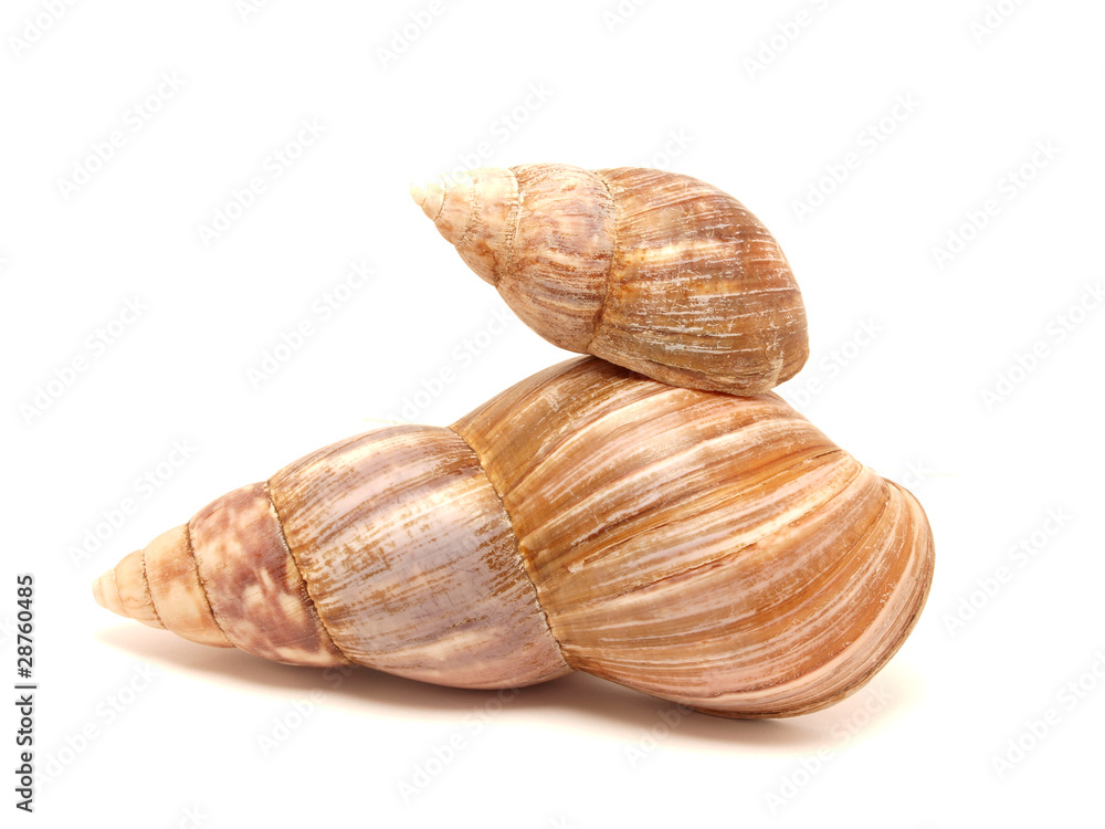 Bowl of a snail