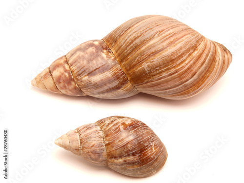 Bowl of a snail