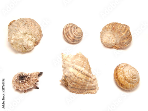 Bowls of mollusks