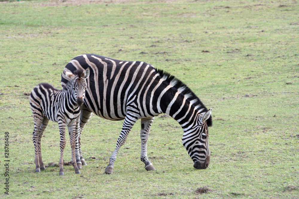 Zebras - obrazy, fototapety, plakaty 