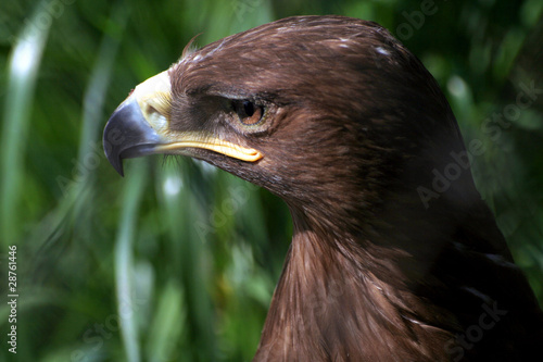 the portrait of Golden eagle