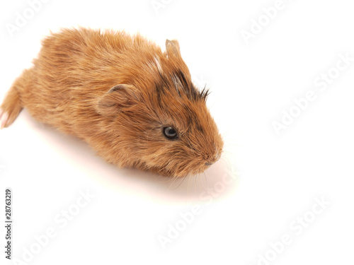 Wallpaper Mural Baby guinea pig Torontodigital.ca