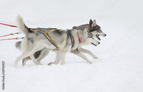 husky sledding