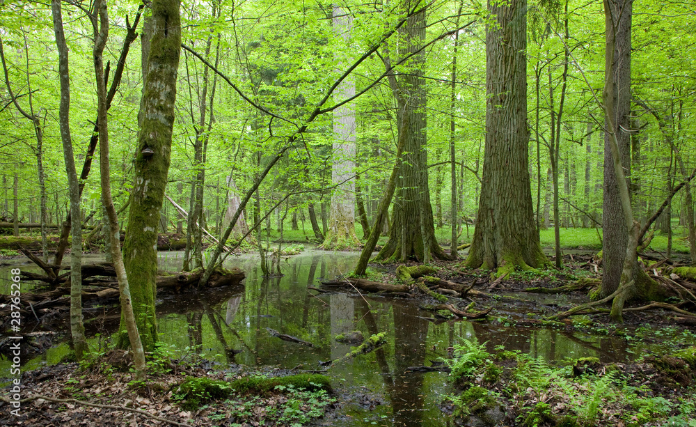 Springtime deciduous forest with standing water