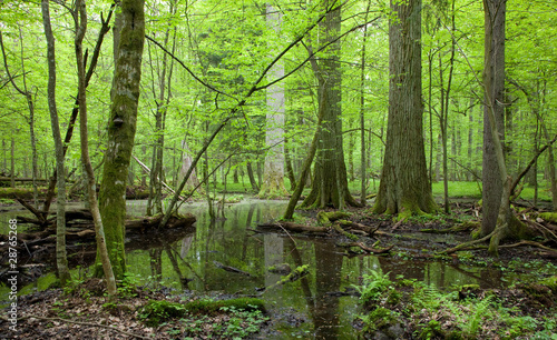 Springtime deciduous forest with standing water