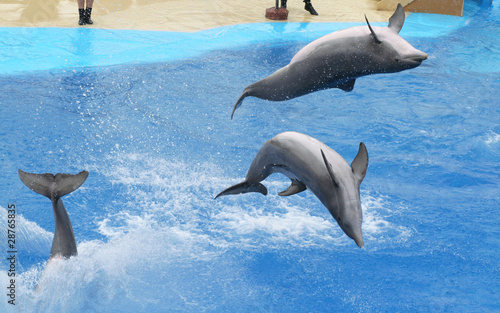 juming dolphins