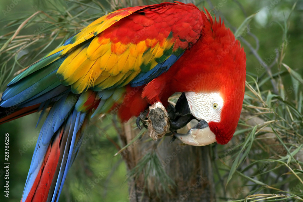 Obraz premium Parrot