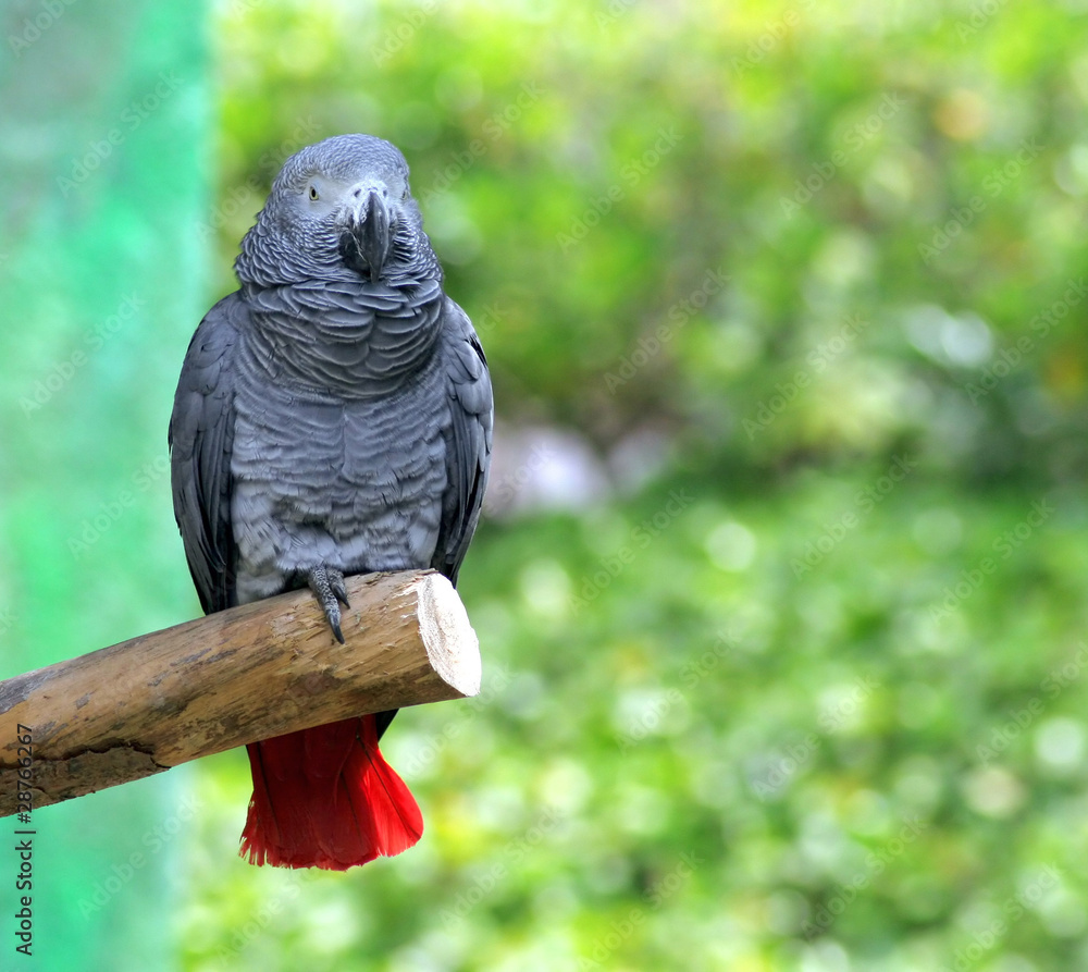 Obraz premium Parrot