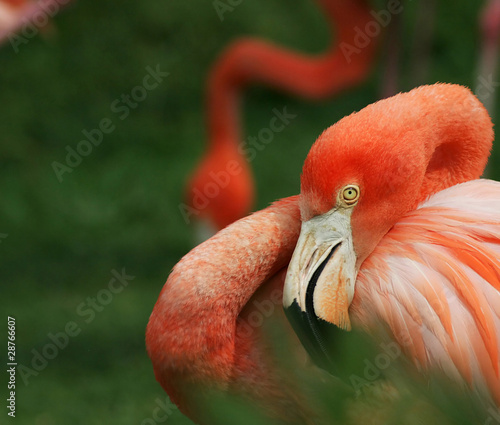 flamingo #28766607