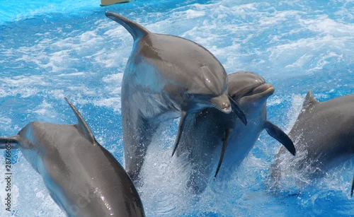 Obraz juming dolphins