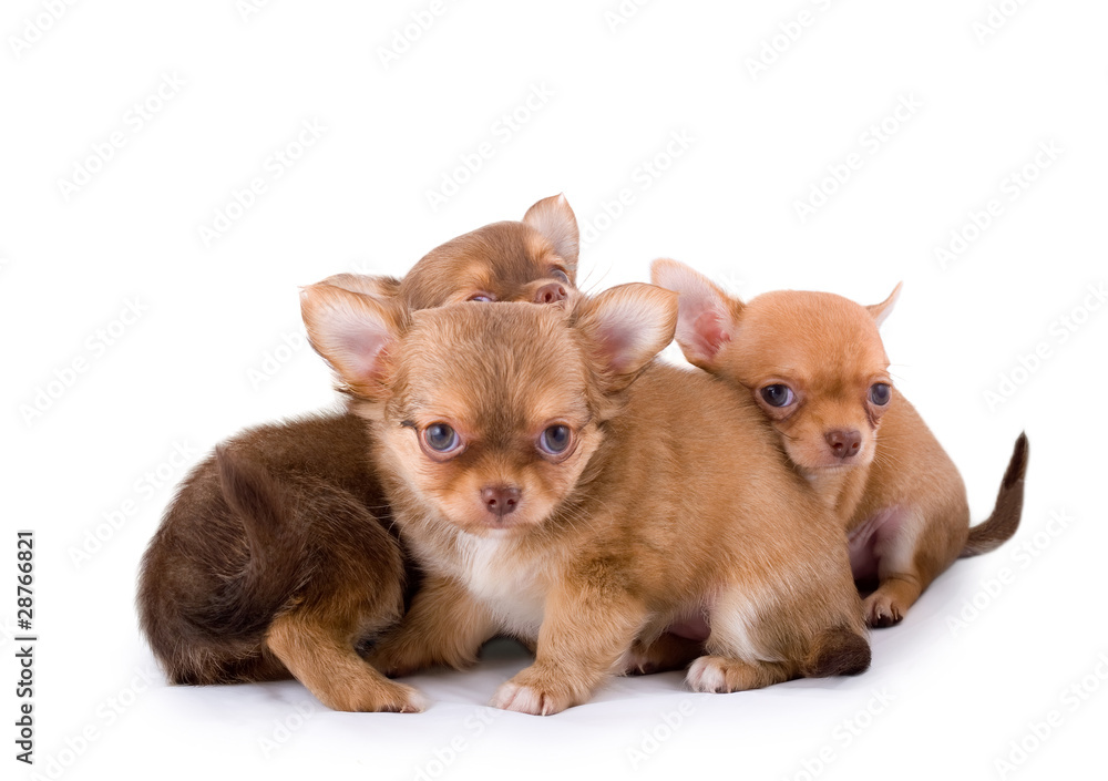 three chihuahua puppies on white background