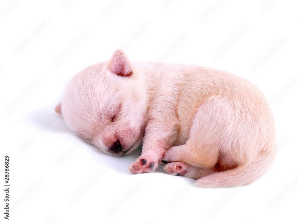 sleeping chihuahua puppy on white background