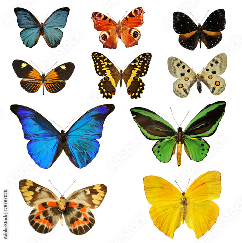 planche de papillons photo