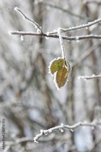 silver birch leaf in winter