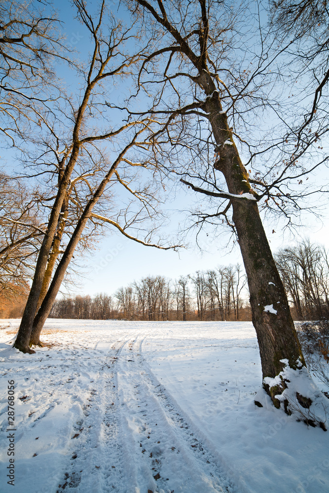 Winter forest landscape Winter forest landscape
