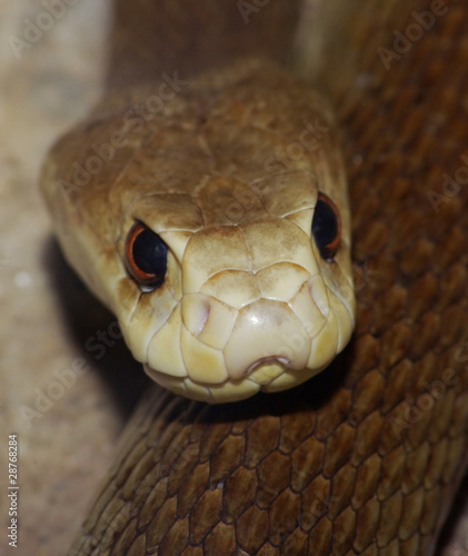 Canvas Print Inland Taipan (Oxyuranus microlepidotus),