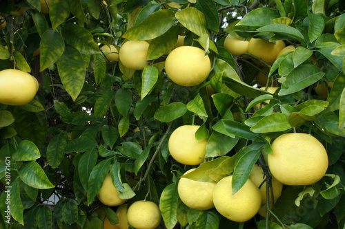 Fotografia Grapefruit #4