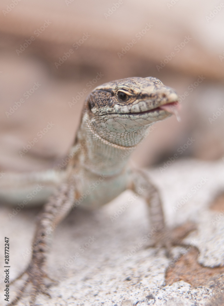 Obraz premium Madeira Wall Lizard