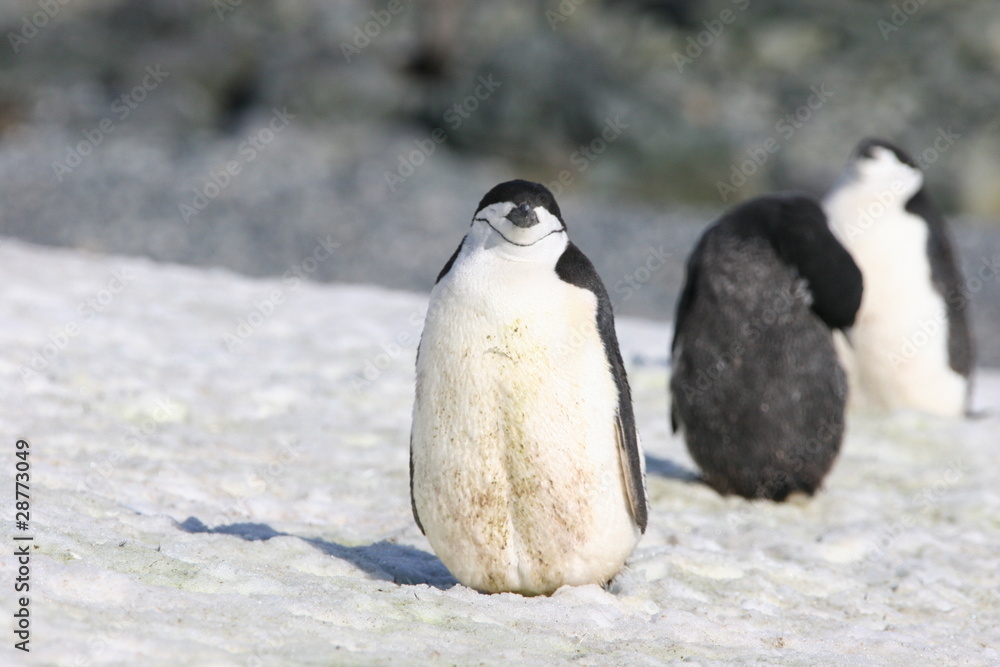 Naklejka premium Grinsen