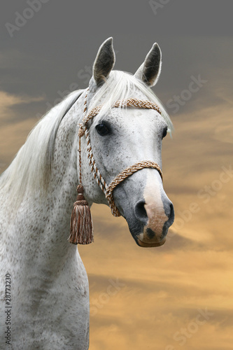 arab horse