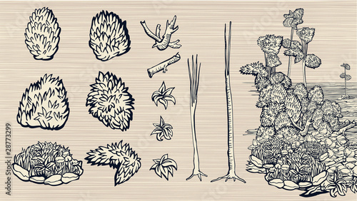 Set of hand-drawn nature elements.