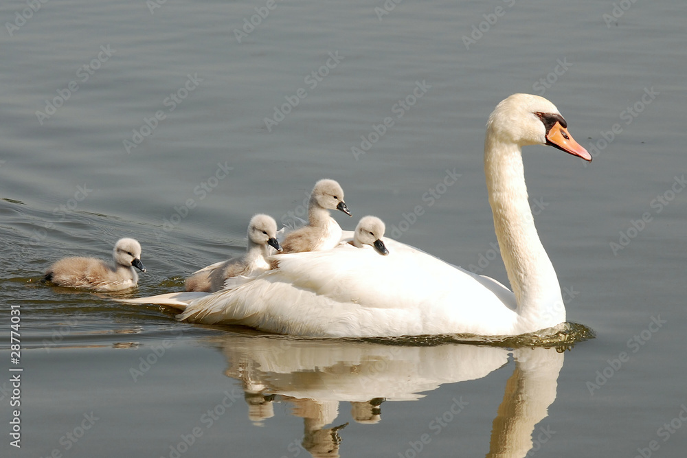 Fototapeta premium swan carries chicks piggyback