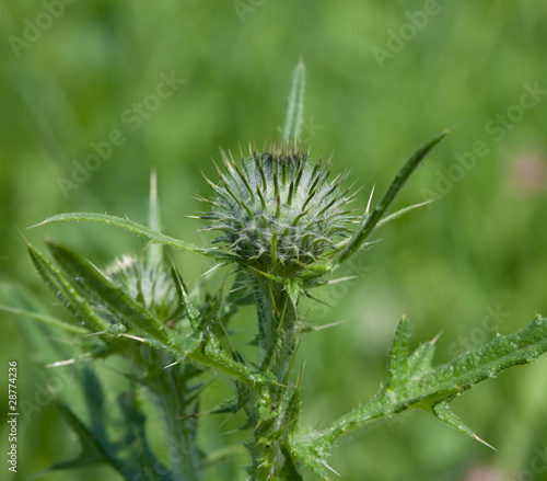 Spiny plumeless thistle