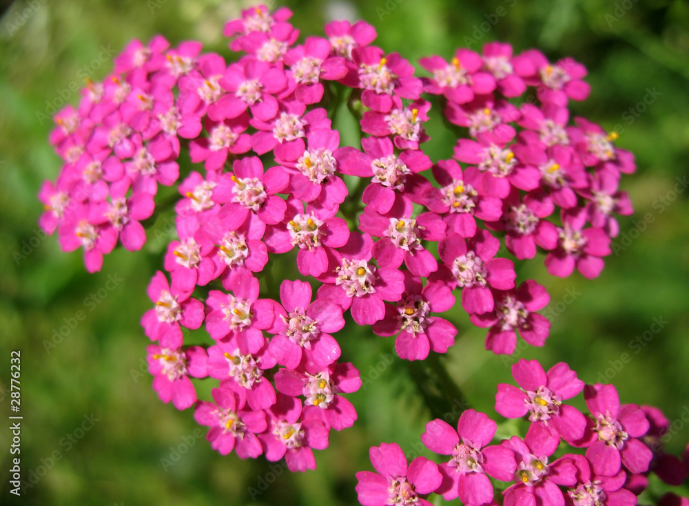 Pink Yarrow (Achillea), family Asteraceae Pink Yarrow (Achillea), family Asteraceae
