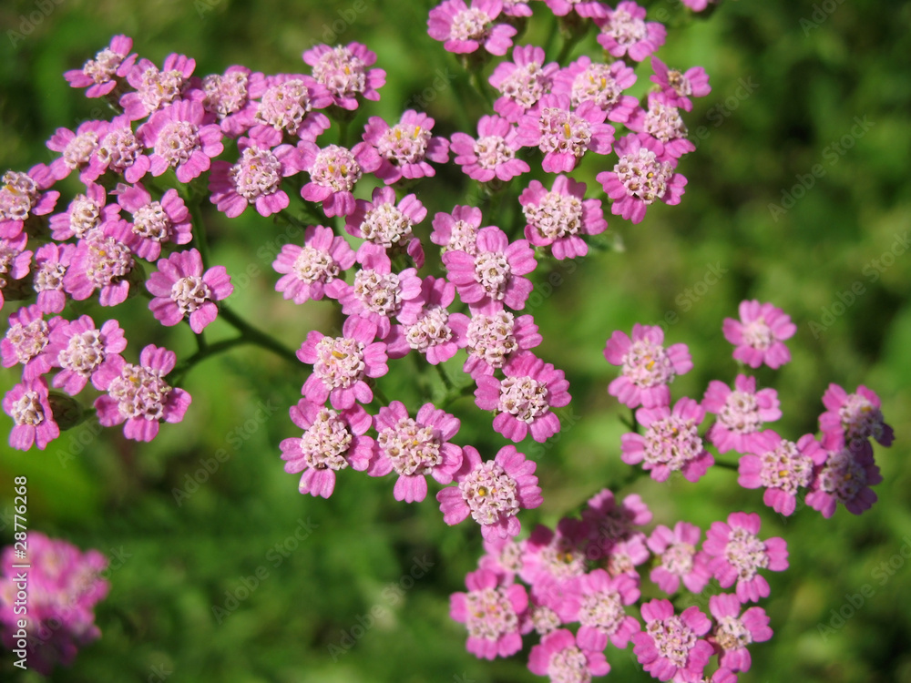Pink Yarrow (Achillea), family Asteraceae Pink Yarrow (Achillea), family Asteraceae