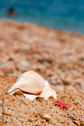 Shells and starfishes at the beach © Ivonne Wierink