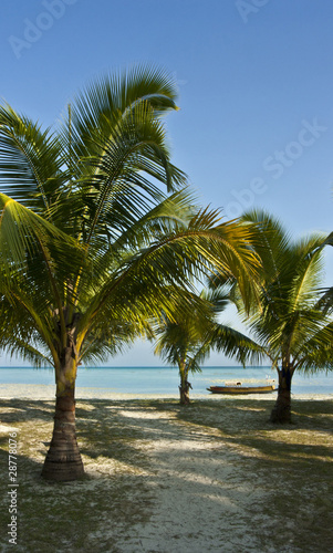 Palms on the beach © glowform