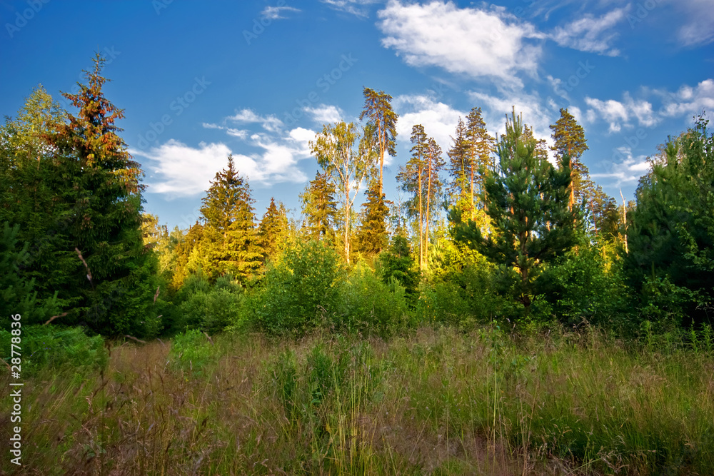 Summer field under blue sky
