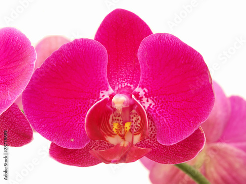 Orchid