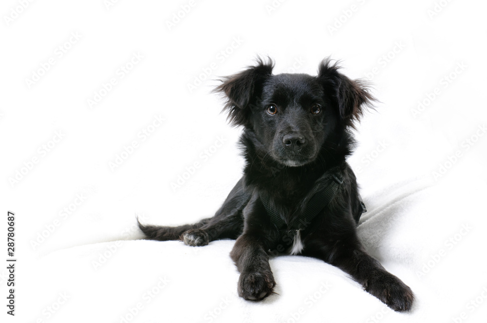 Fototapeta premium aufmerksame kleine schwarze Hündin