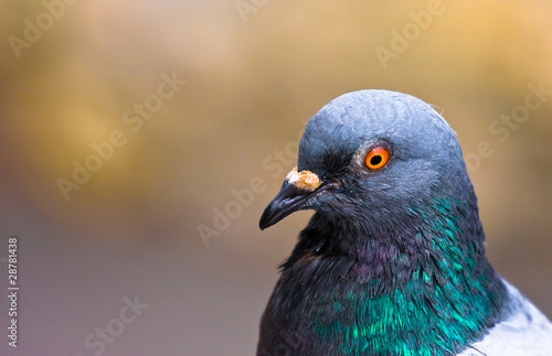 Pigeon portrait