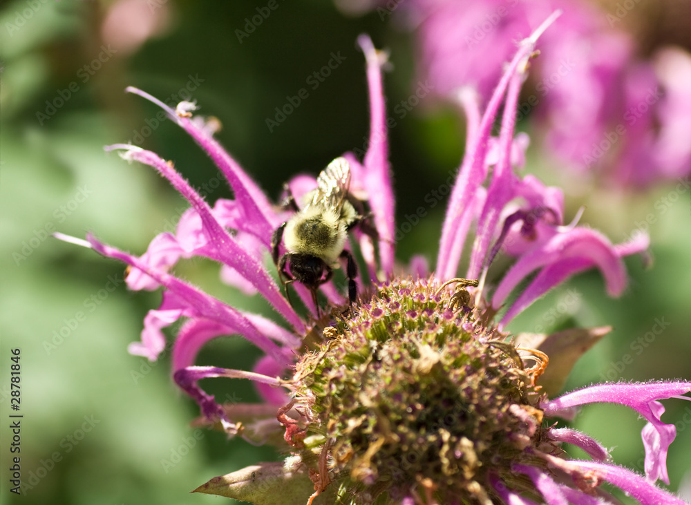 Bumble Bee Bombus Pollinating Pink Bee Balm Flower Genus Monarda Bumble Bee Bombus Pollinating Pink Bee Balm Flower Genus Monarda