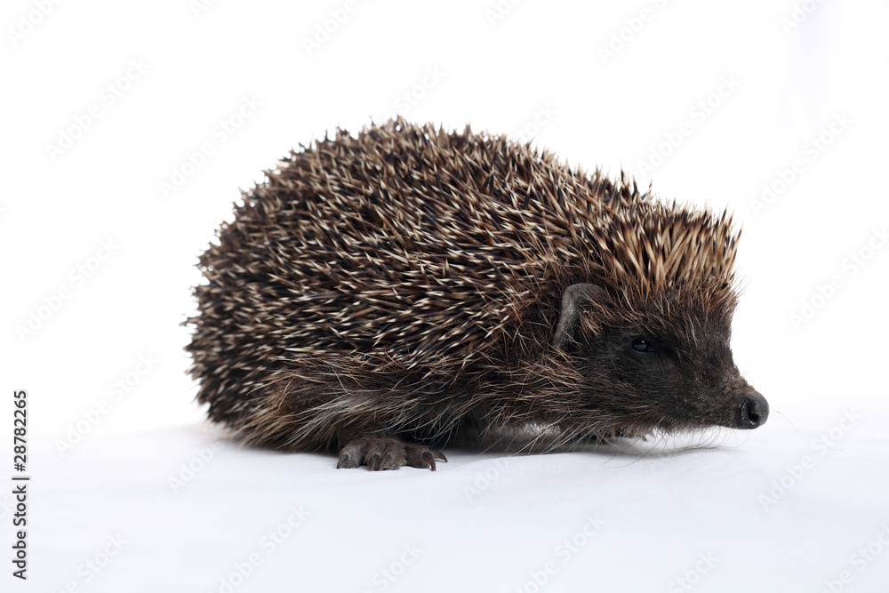Obraz premium hedgehog
