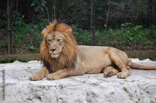 Lion Male