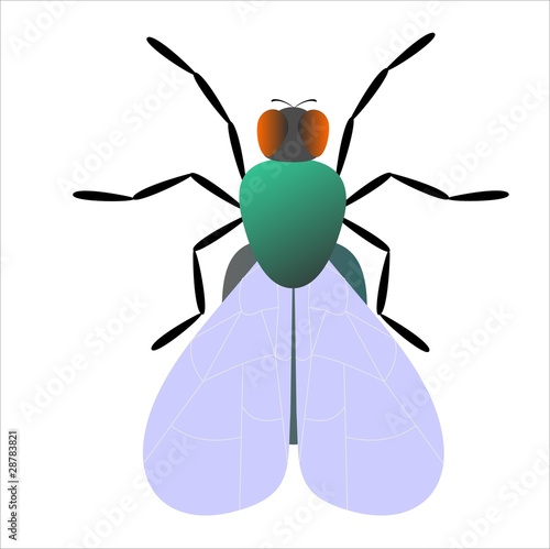 house-fly