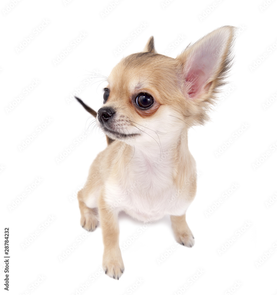 cute chihuahua puppy looking and listening to you