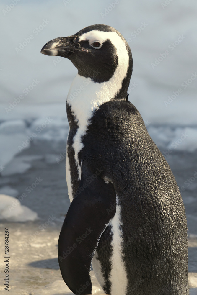 Obraz premium African Penguin (Spheniscus demersus)