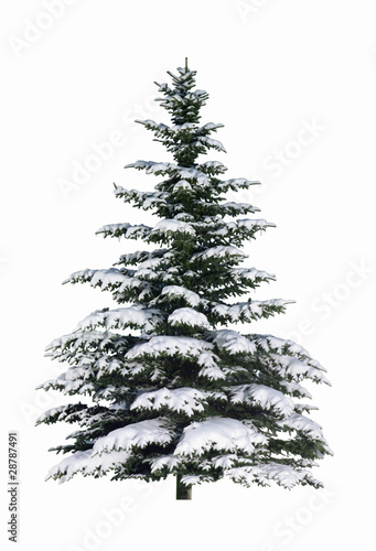 Weihnachtsbaum