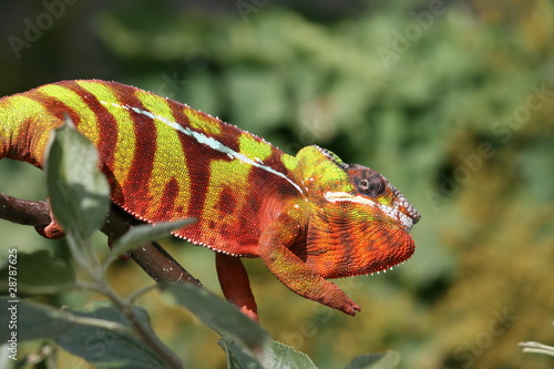 Chamaeleon Furcifer Pardalis photo