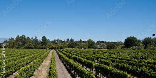 Wine Vineyard © LA Photographer