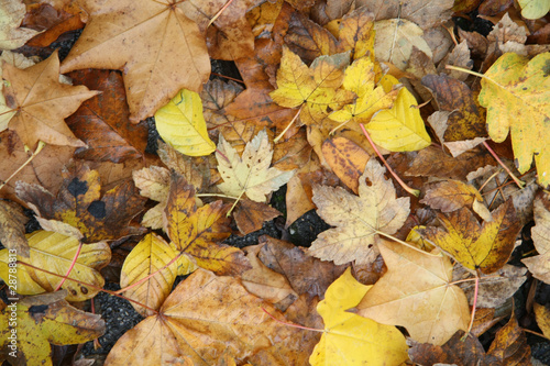 Fall foliage