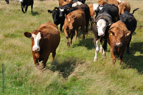 Junge Bullen auf der Weide