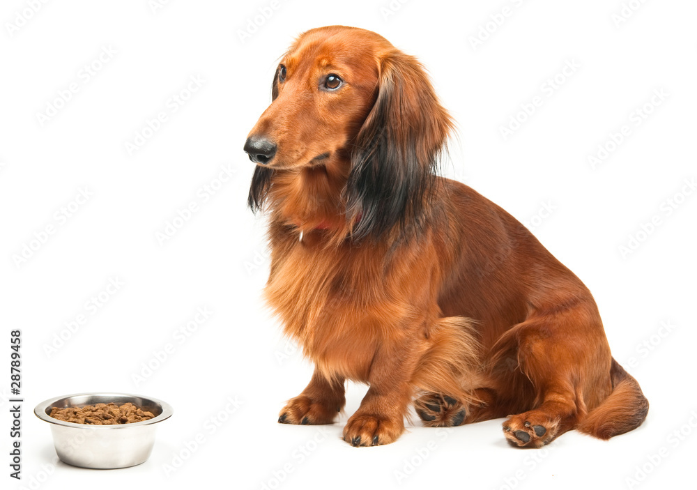 Dachshund and bowl with dog food