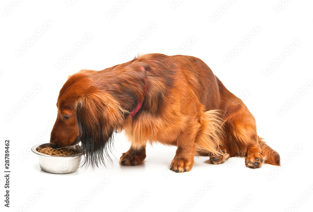 Dachshund eating from bowl over white