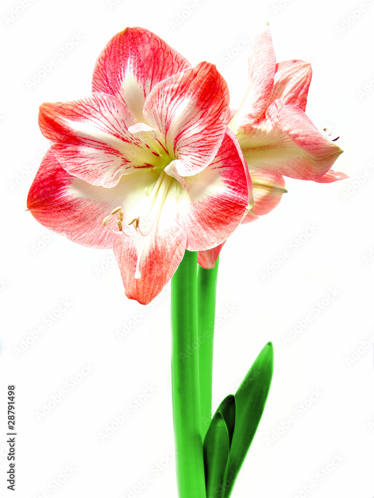 Pink and white Amaryllis flower